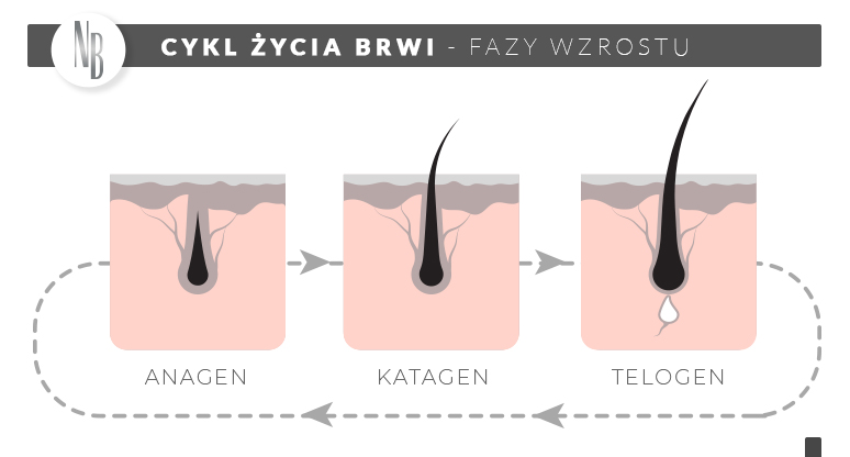 fazy wzrostu brwi